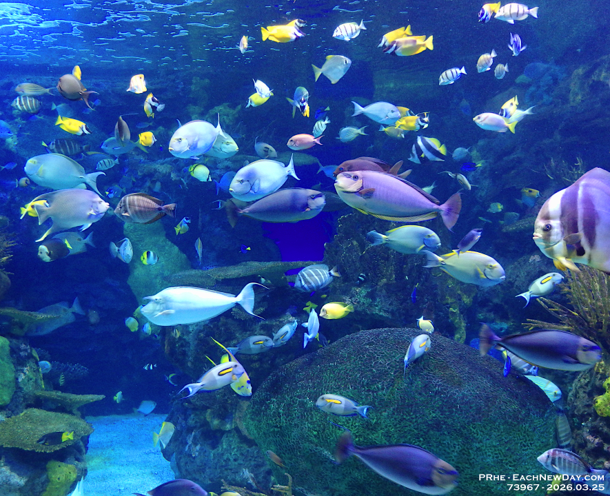 73967CrLeUsm - Celebrating Dan's birthday at Ripley's Aquarium